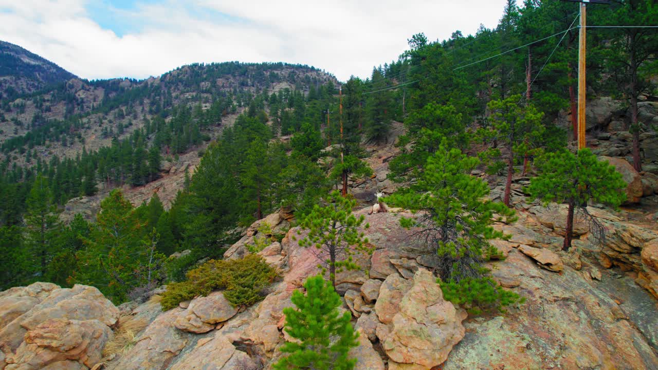 cabra montés recostada sobre una gran colina rocosa cerca del paisaje alpino de estes colorado