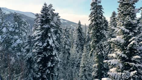 Schöner-Schneeszenenwald-Im-Winter.-Überfliegen-Von-Schneebedeckten-Kiefern.