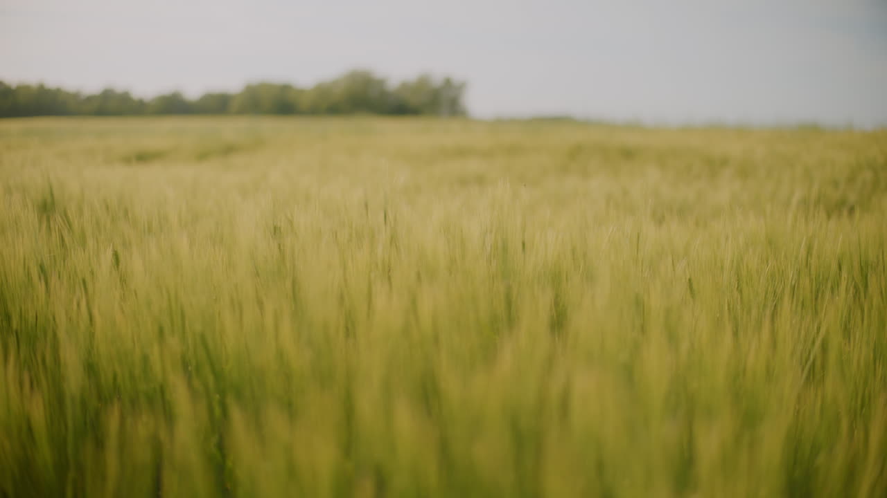 primer plano de un hermoso campo de trigo madurando al atardecer