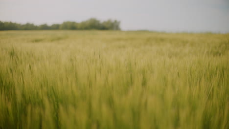 close-up of a beautiful field of wheat ripening at sunset