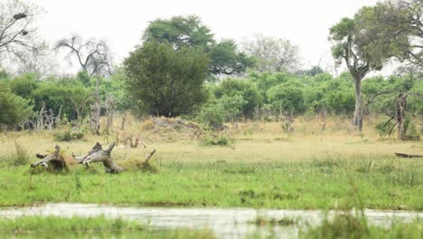 Extreme-wide-shot-of-a-lions-greeting-and-laying-down-next-to-a-river,-Khwai-Botswana