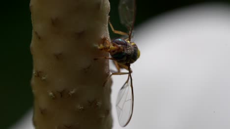 una abeja arrastrándose alrededor de una flor sintiendo con su boca en cámara lenta