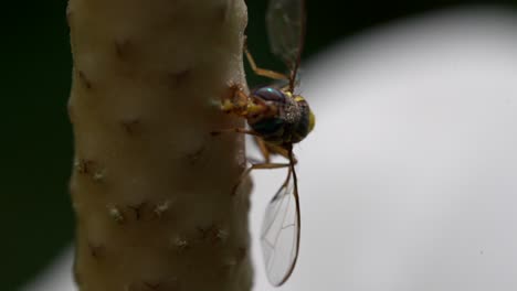 a bee crawling around on a flower feeling with its mouth in slow motion