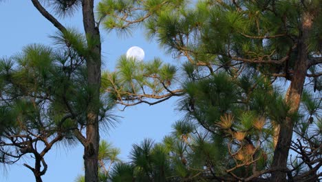 the moon moves across the sky as seen through pine trees