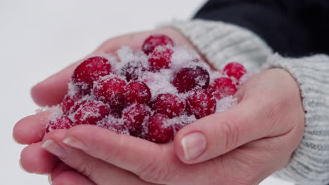 cranberries covered in snow in hands