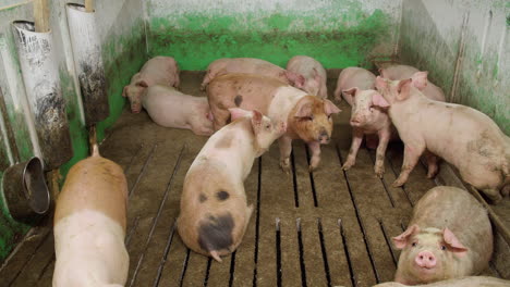 Mittelgroße-Schweine-Fressen-Und-Ruhen-Sich-Auf-Einer-Schweinefarm-Aus