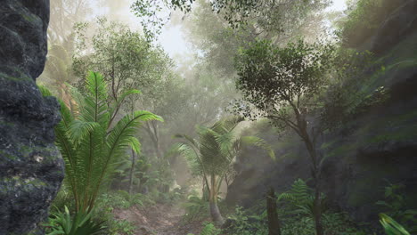 misty jungle path