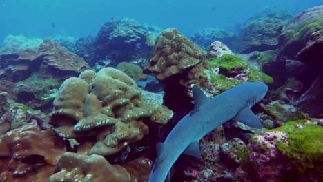 pov footage of whitetip sharks swimming around the reef looking for food