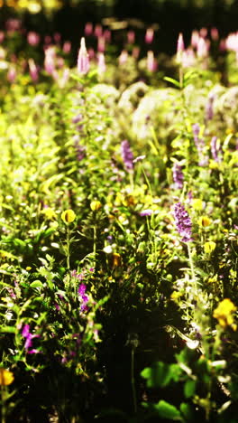 beautiful wildflower meadow