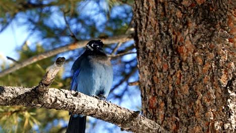 slow motion close up of a gorgeous steller's jay bird sitting on a branch curiously looking at the camera and shaking it's feathers located in gorgeous bryce canyon, utah