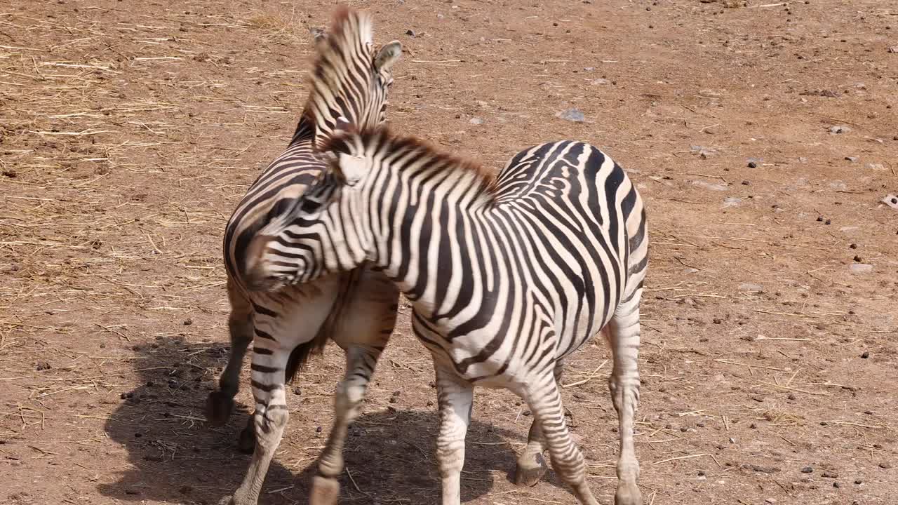 Two plains zebras engage in playful fighting behavior on a dry, sunlit savanna landscape