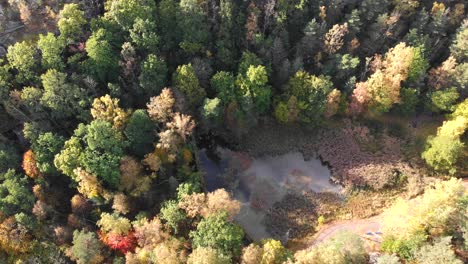 Aerial-view-of-pond-in-dense-autumn-forest-on-a-sunny-day