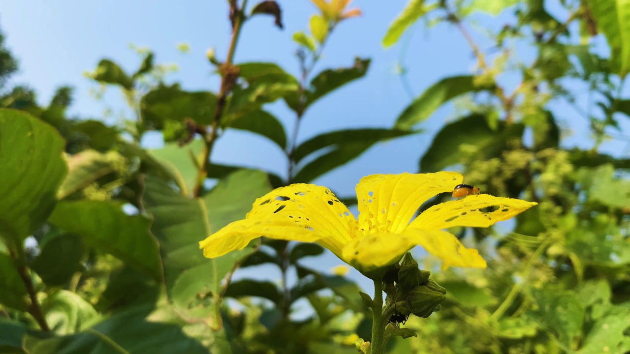 Wildlife: Garden pest cucumber beetle eating bush yellow flower - close up shot .