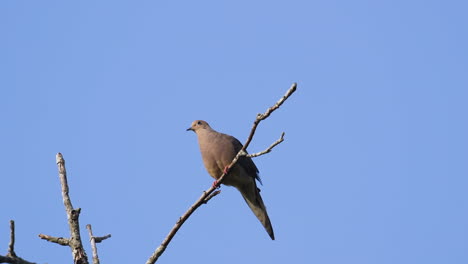 A-beige-mourning-dove-perched-on-a-leafless-treetop-against-a-blue-sky-background