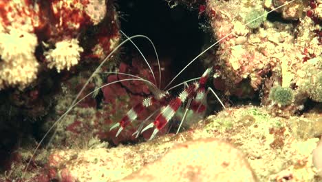 banded cleaner shrimp on coral reef at night