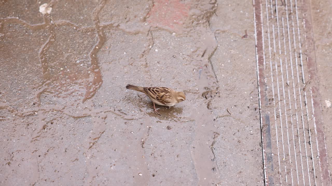 진 ⁇   ⁇ 은 도로 에 있는 비둘기 새 의 위쪽 전망