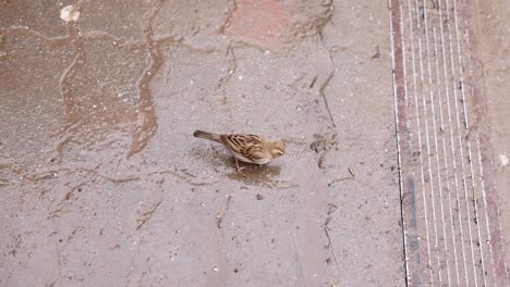 Draufsicht-Auf-Den-Spatzenvogel-Auf-Einer-Schlammigen,-Nassen-Straße