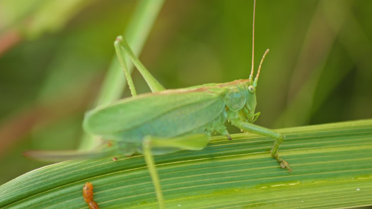 Cavalletta verde mimetizzata su foglia di pianta verde. Primo piano