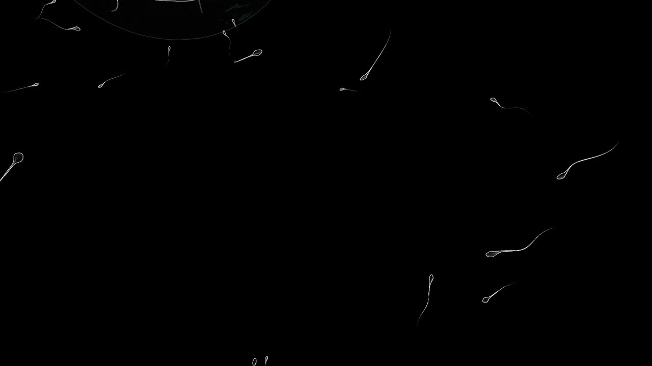 움직이는 난자가 정자에 의해 수정되고 있습니다.