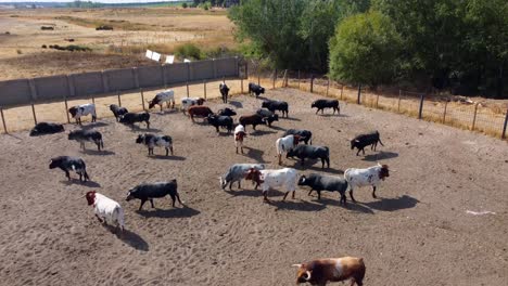 Toros-Y-Bueyes-En-Una-Granja,-Vista-Aérea