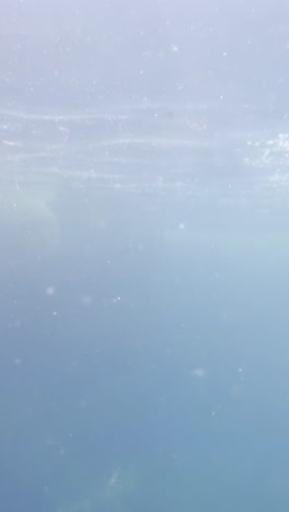 vertical underwater frame captures a sunfish (mola mola) gliding slowly just beneath the surface, showing its massive fin and textured skin in calm blue water, real time