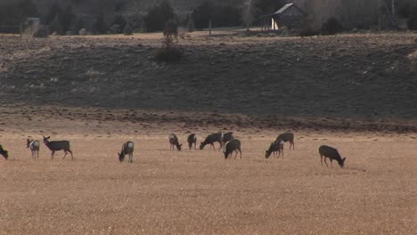 Eine-Herde-Hirsche-Weidet-Auf-Einem-Fernen-Feld