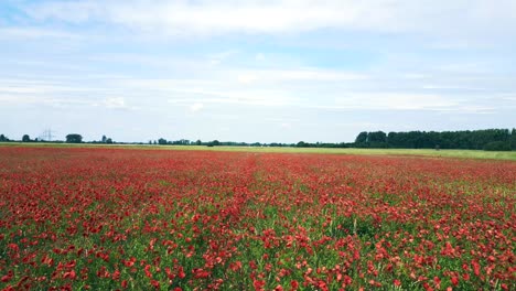 Gran-Aérea-Vista-Superior-Vuelo-Rojo-Campo-De-Amapolas-área-Rural-Prado-De-Verano