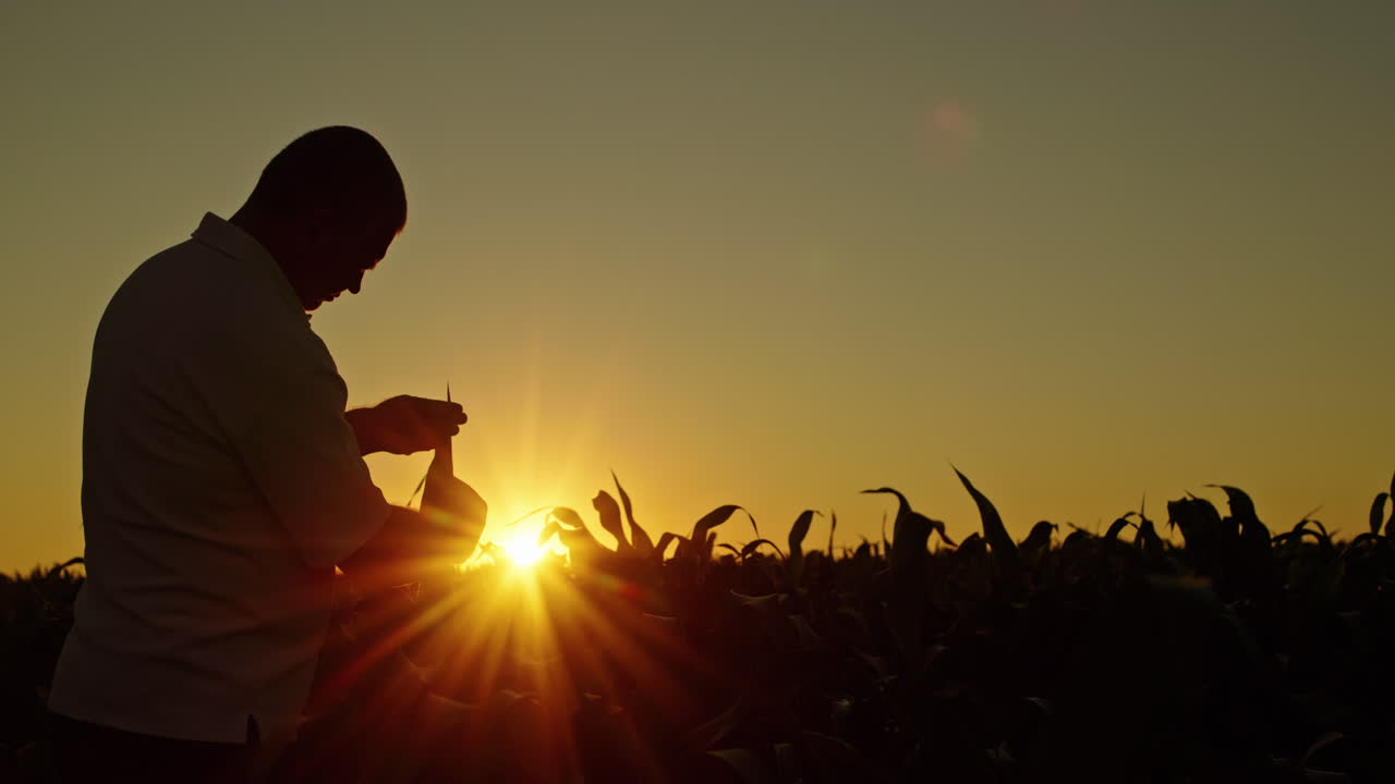 해가 지면 옥수수 를 점검 하는 농부