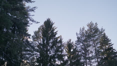 Superweite-Aufnahme-Eines-Typischen-Deutschen-Waldes,-Die-Kamera-Neigt-Sich-Langsam-Nach-Unten-Und-Schwenkt-Nach-Rechts,-Um-Den-Boden-Freizulegen
