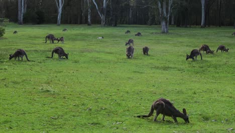 kangaroos feeding and hopping in a lush green field