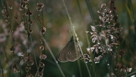 closeup of ringlet butterfly on long grass with dew drops in summer