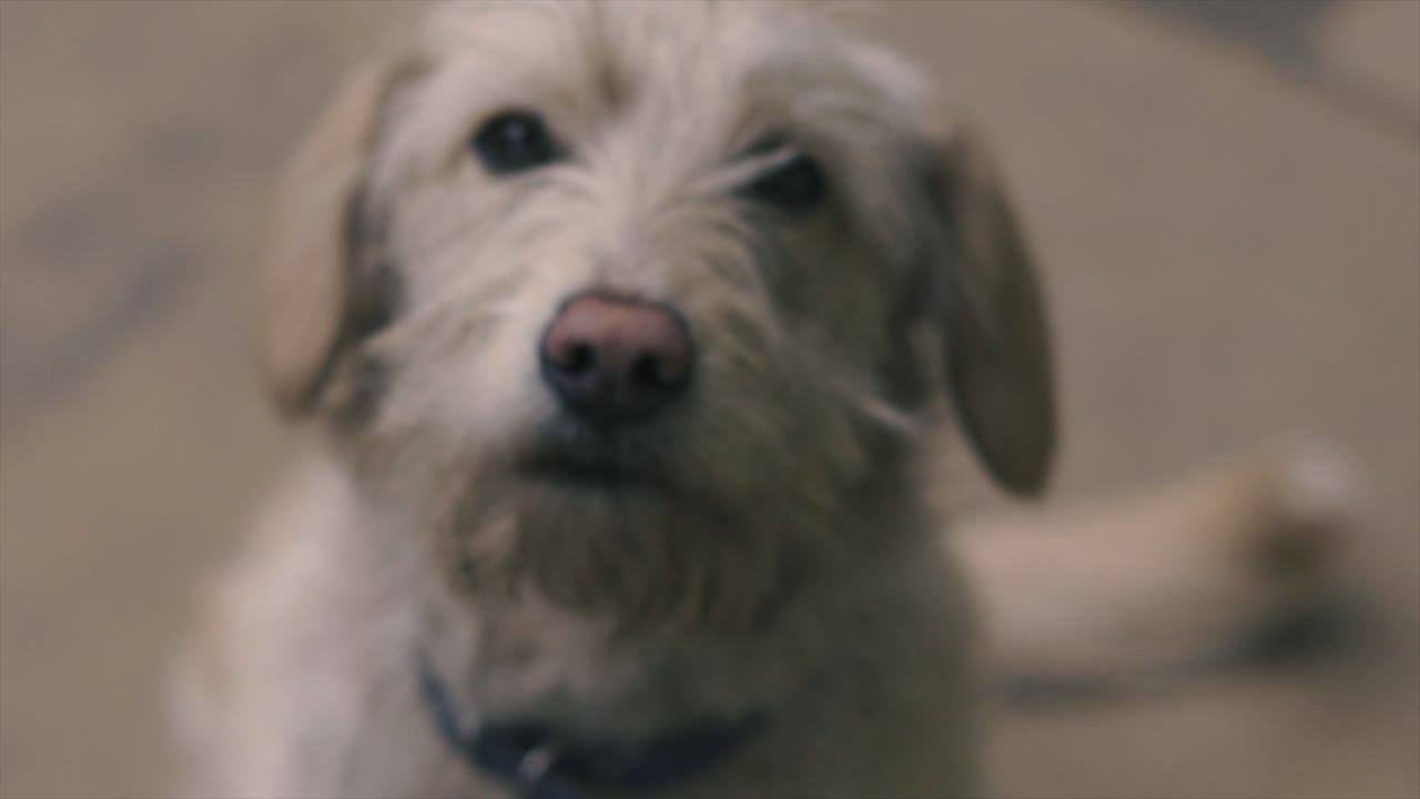 4k cámara lenta retrato amarillo pequeño perro