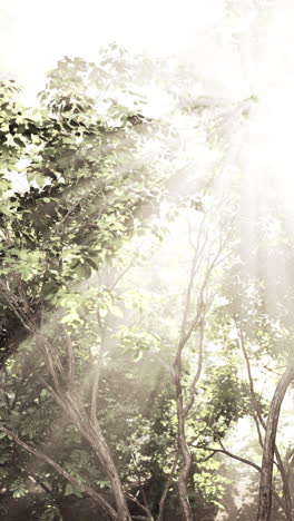 sunlit foliage on a bright summer day