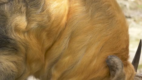 close-up of a powerful moving sichuan takin