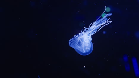 slow motion shot of a vibrant blue jelly fish gracefully swimming through the ocean