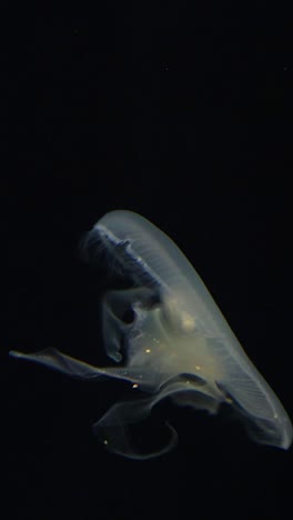 medusas nadando con gracia en el mar oscuro