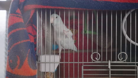 small white parrot in cage