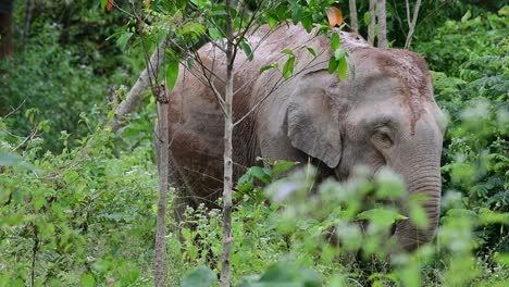 Los-Elefantes-Asiáticos-Son-Especies-En-Peligro-De-Extinción-Y-También-Son-Residentes-De-Tailandia