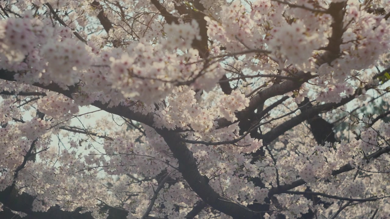 Dettaglio di fioritura di ciliegio con petali rosa tenui e bellezza naturale