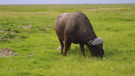 big african buffalo eating green grass on a meadow in the wild near a white bird walks in the african savanna