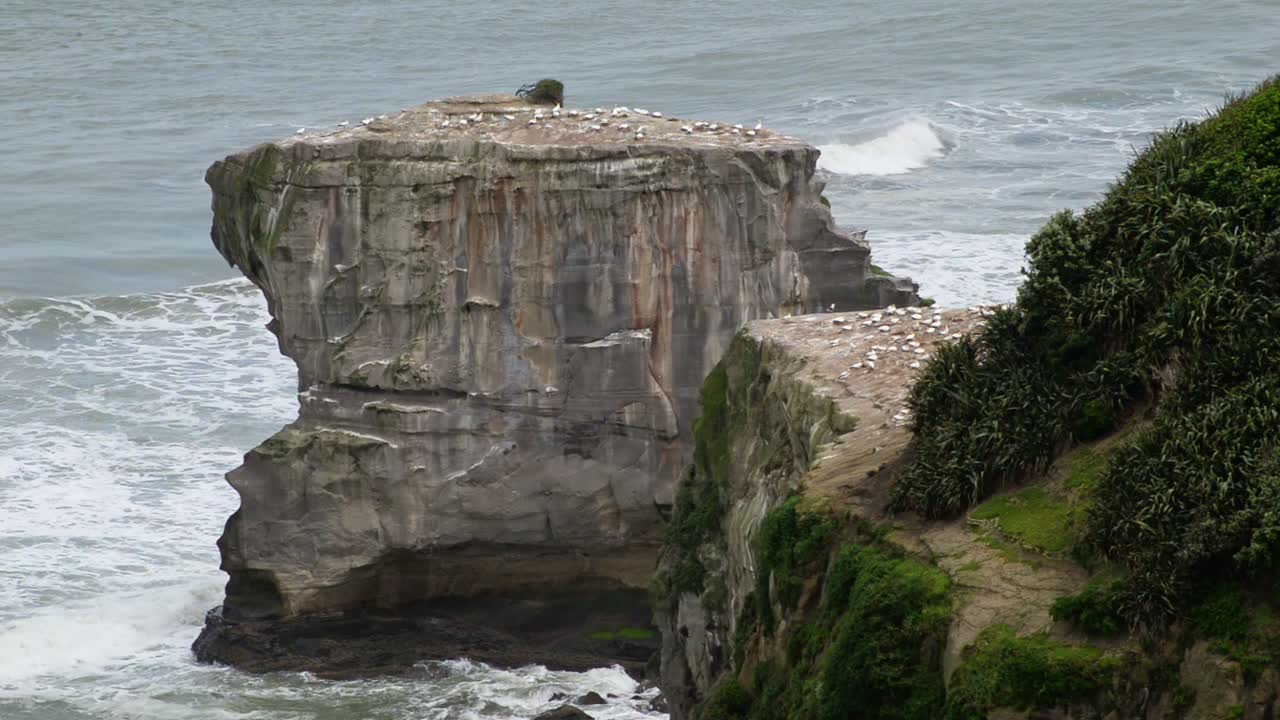 toma estrecha de una gran colonia de alcatraces anidando en la cima de los acantilados en muriwai, nueva zelanda