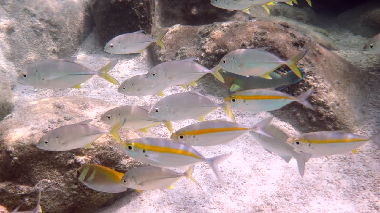 Yellow-stripe scad, Yellow-stripe trevally on coral reef habitat, underwater in Thailand. Deep ocean wildlife. Commercial fish.