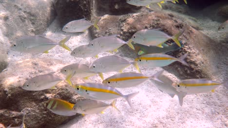 yellow-stripe scad, yellow-stripe trevally on coral reef habitat, underwater in thailand. deep ocean wildlife. commercial fish.