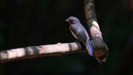 Mirando-Hacia-La-Izquierda-Mientras-Está-Posado-En-La-Rama-Que-Se-Mueve-Con-Algo-De-Viento-Dentro-Del-Bosque,-Hill-Blue-Flycatcher-Cyornis-Whitei,-Tailandia