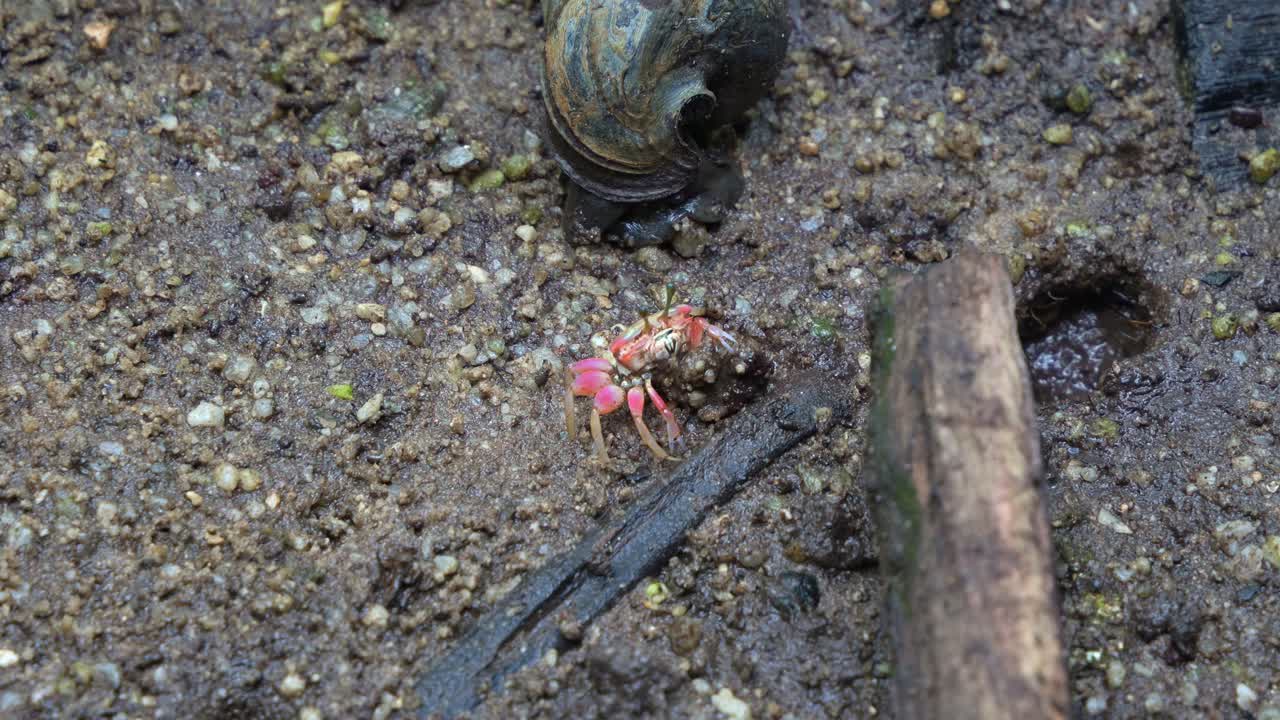 작은 피들러 크래브 (fiddler crab) 는 자연 해안 서식지인 자갈 모래 에 있는 굴을 향해 퇴적물 공을 들고 다닌다.
