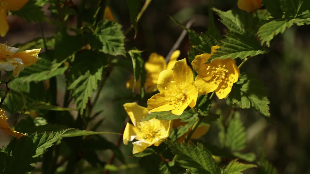 hermosas flores amarillas en el arbusto que florecen en el día de primavera y se balancean en el viento