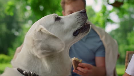 beautiful labrador catch food on picnic close up. dog eating snacks on nature.