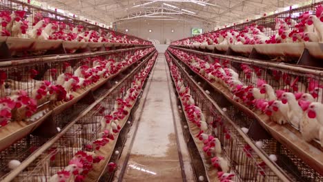 chicken eats feed and grain at an eco-poultry farm in winter, free-range chicken farm