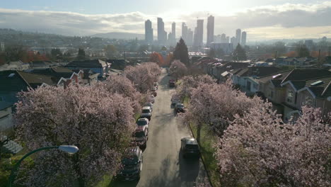 cherry blossoms along neighbourhood leading to the city