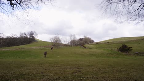 Static-shot-of-two-brown-shire-horses-trotting-across-a-field-at-dusk